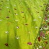 Parrot Green Kathan Stitch - Border